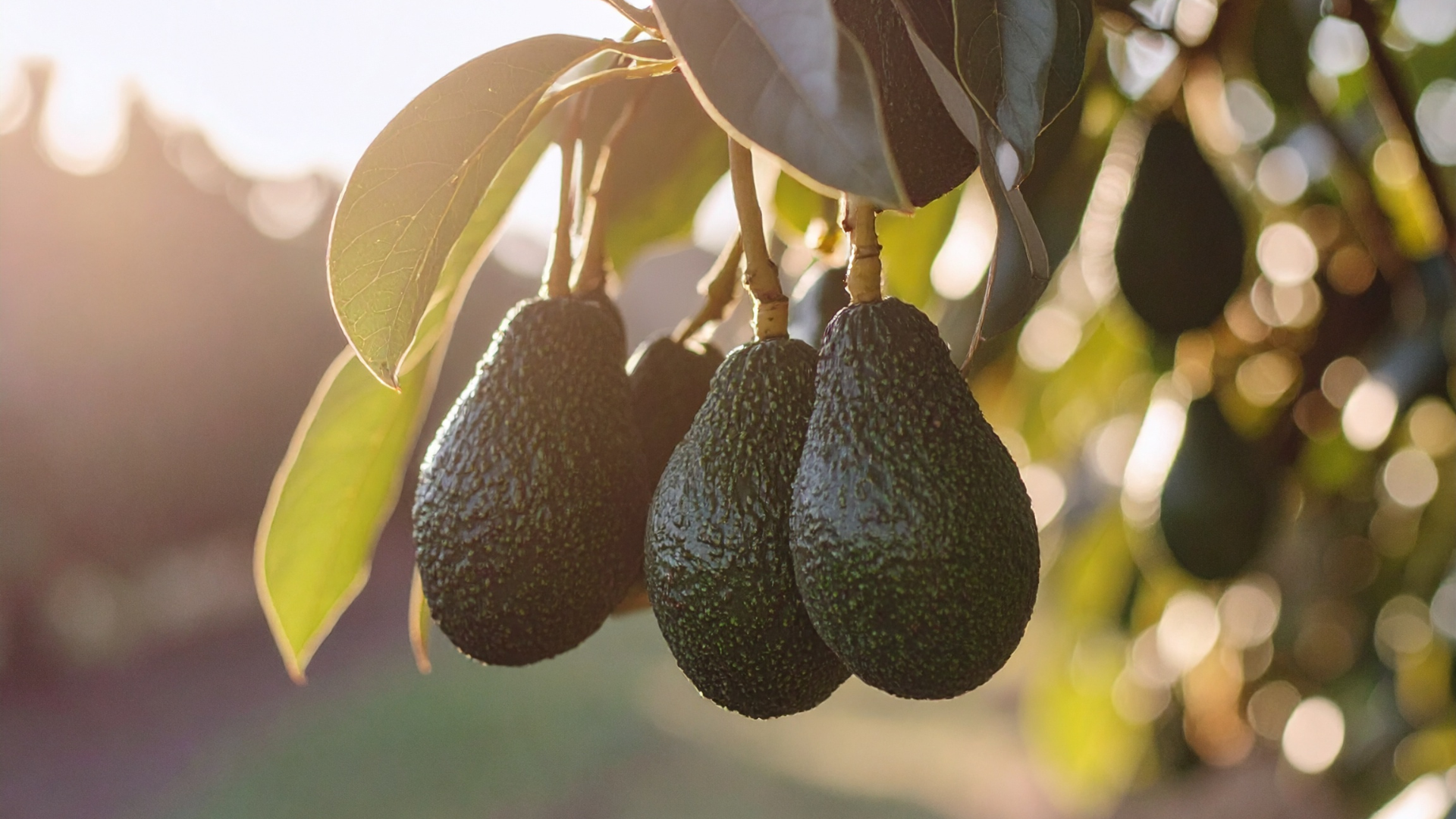 The Cold Chain Revolution: Sustaining the Sunshine Coast Avocado Bowl